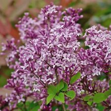 Suttons lilac syringa for sale Suttons lilac syringa for sale  UK