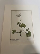 Antique floral print for sale  PORTSMOUTH