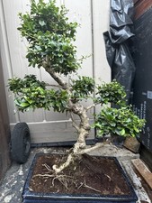Flowering bonsai tree for sale Flowering bonsai tree for sale  BARNSLEY
