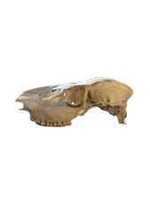 Elk skull for sale  Denver