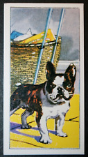 BULDOGUE FRANCÊS Vintage 1971 Ilustrado Cartão de Cachorro FE06M comprar usado  Enviando para Brazil