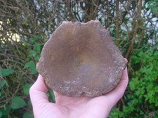 Monster size rare for sale  RINGWOOD