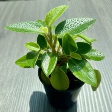 Peperomia pixie lime for sale  HARPENDEN