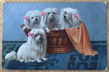 Dog maltese terriers for sale  PORTSMOUTH