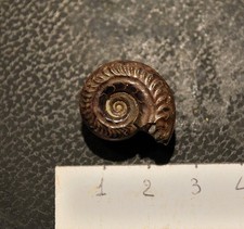 Ammonite hildoceras angustisip usato Ammonite hildoceras angustisip usato  Segrate
