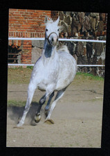 Postkarte araber pferd gebraucht kaufen  Limburg a. d. Lahn