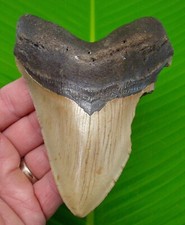 5.14 megalodon shark for sale  Bradenton