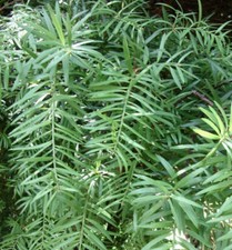 Podocarpus chilinus disco usato  Napoli