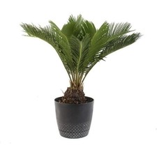 King sega palm for sale  Jesup