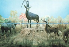 D230639 antelopes angola for sale  WARLINGHAM