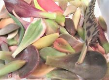 Total color succulent for sale  Highland