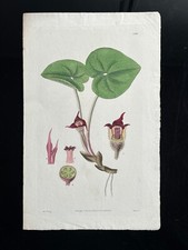 Gravure xix botanique d'occasion  Luçon