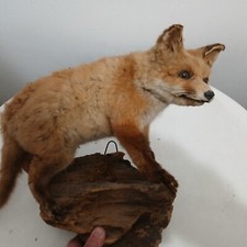 Fuchs tierpräparat jagd gebraucht kaufen  Essen