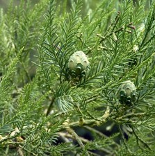 Glyptostrobus pensilis cipress usato  Napoli