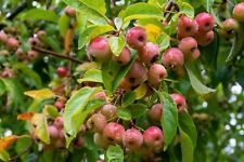 Samen wildapfel malus gebraucht kaufen  Frammersbach