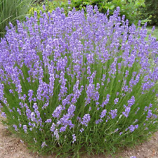 Sementi semi lavanda usato  Corato