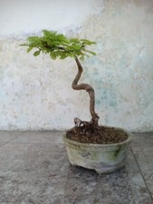 Bonsai treetamarindus indica d'occasion  Expédié en Belgium