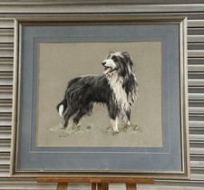 Stunning pastel collie for sale  BEDFORD
