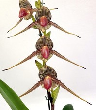 Rare paphiopedilum rothschildi for sale  LONDON