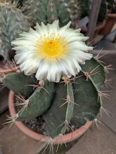 Grande astrophytum ornatum usato  Rocca Priora
