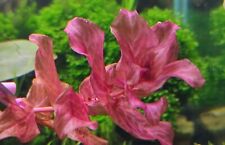 Selten rotala macrandra gebraucht kaufen  Worms