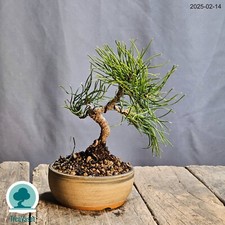 Bonsai pinus mugo usato  Merate