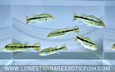 Azul peacock bass for sale  Livingston