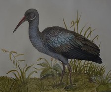 Large watercolour exotic for sale  CHELMSFORD