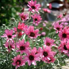 Rhodanthemum plug plants for sale  LONDON