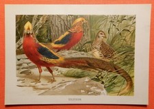 Goldfasan chrysolophus pictus gebraucht kaufen  Lauenburg/ Elbe