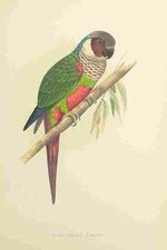 Photo lydon parrots for sale  UK