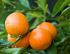 Mandarino clementino citrus usato  Valmacca