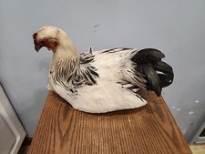F77 columbian nested for sale  Hill City