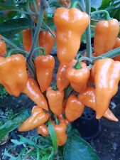 Chili hexennase peach gebraucht kaufen  Kallmünz