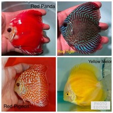 Live Fish for sale  San Jose
