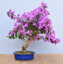 Bonsai mediterran drillingsblu gebraucht kaufen  Saarwellingen