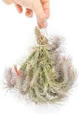 Large hanging tillandsia for sale  Saint Augustine