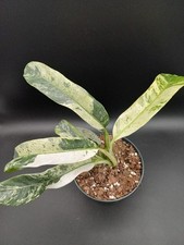 Epipremnum giganteum marble gebraucht kaufen Epipremnum giganteum marble gebraucht kaufen  Bohmte