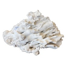 Natural genuine blue for sale  Florala