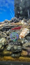 Sulawesi caridina dennerli for sale  Lakewood