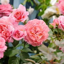 Rose bush pot for sale  GLASGOW