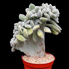 Echeveria pulvinata frosty for sale  LEIGH