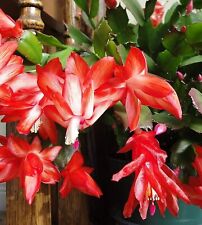 Schlumbergera christmas cactus for sale  LUTON