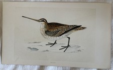 Snipe beccaccino uccelli usato Snipe beccaccino uccelli usato  Foligno