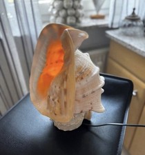 Echte muschel lampe gebraucht kaufen  Heidelberg