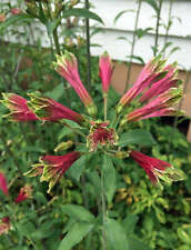 Alstroemeria psittacina parrot for sale  San Francisco