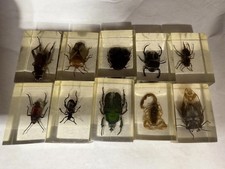 Vintage insect bugs for sale Vintage insect bugs for sale  Chelsea