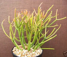 Euphorbia tirucalli rosea for sale  Miami