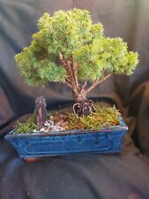 Bonsai tree canada for sale  UK