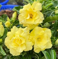 Double yellow desert for sale  Howey in the Hills